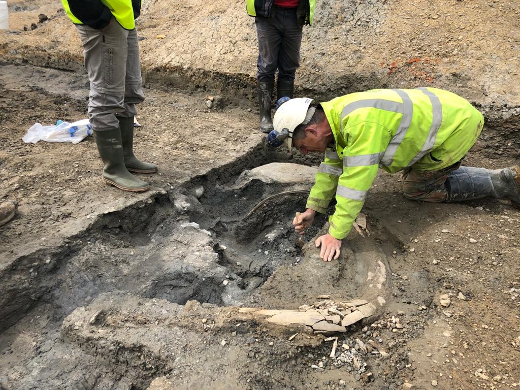 Archaeologist excavates mammoth tusk (Credit DigVentures)