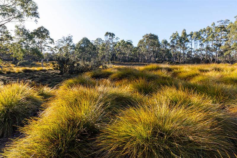 A commercial-level rare earths deposit in Tasmania